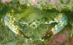 Charybdis hellerii