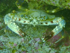 Charybdis hellerii