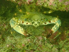 Charybdis hellerii
