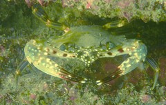 Charybdis hellerii