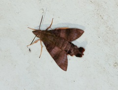 Macroglossum corythus