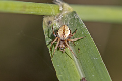 Salsa brisbanae