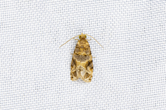 Lobesia aeolopa