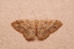 Idaea subsaturata