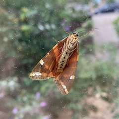 Euplagia quadripunctaria