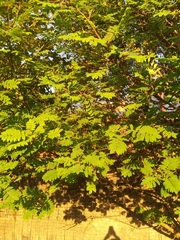 Caragana arborescens