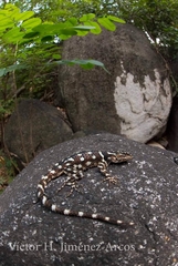 Sceloporus macdougalli
