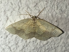 Nematocampa