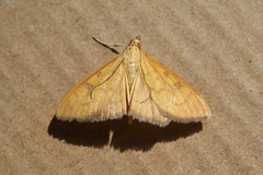 Mecyna auralis