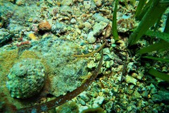 Stigmatopora narinosa