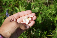 Anemonoides sylvestris