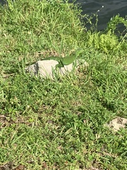 Iguana iguana