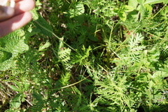 Anemonoides sylvestris