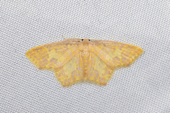 Chrysocraspeda olearia