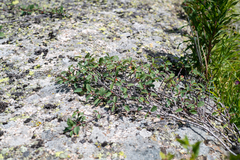 Cotoneaster uniflorus