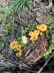 Xeromphalina campanella