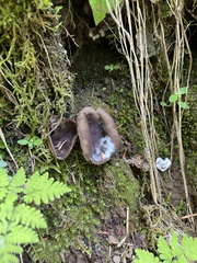 Helvella solitaria