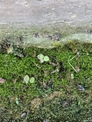 Magnoliopsida