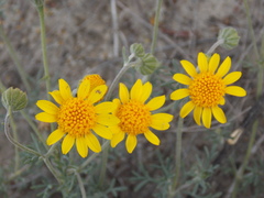 Picradeniopsis