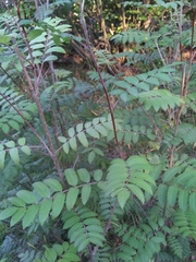 Sorbus aucuparia