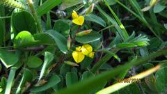 Crotalaria hebecarpa