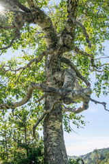 Betula pubescens pumila