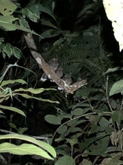 Nyctiphrynus ocellatus