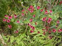 Indigofera hedyantha