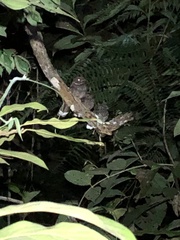 Nyctiphrynus ocellatus