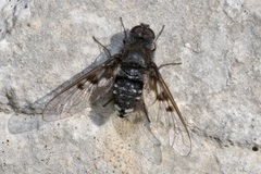 Anthrax trifasciatus