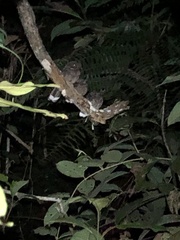 Nyctiphrynus ocellatus