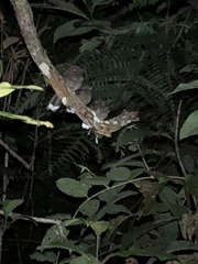 Nyctiphrynus ocellatus