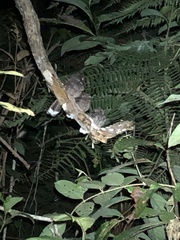 Nyctiphrynus ocellatus