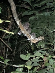 Nyctiphrynus ocellatus