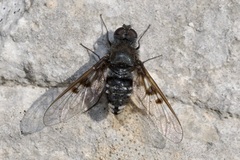 Anthrax trifasciatus
