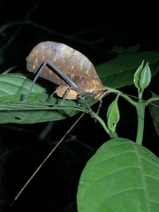 Pterochroza ocellata