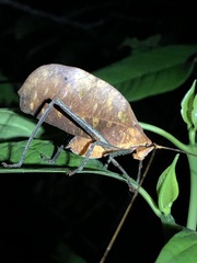 Pterochroza ocellata