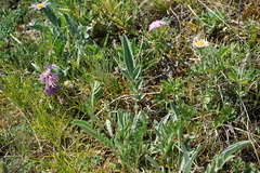 Psephellus sibiricus