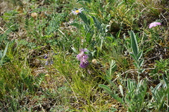 Psephellus sibiricus