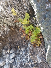 Cryptogramma acrostichoides
