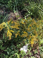 Solidago lepida lepida