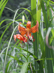 Lilium leichtlinii maximowiczii
