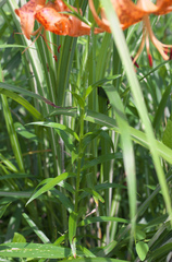 Lilium leichtlinii maximowiczii