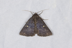 Hypersypnoides umbrosa