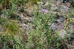 Galatella dahurica