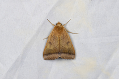 Ophiusa trapezium