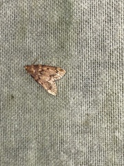 Aglossa disciferalis