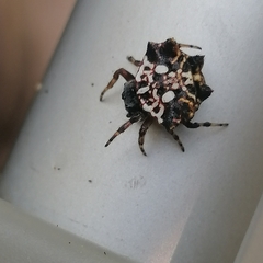Thelacantha brevispina
