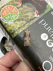Agrotis puta