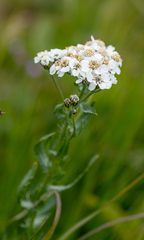Achillea ledebourii